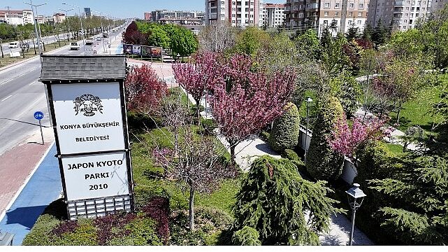Sakuralar İçin Japonya’ya Gitmenize Gerek Yok; Konya’da Sakura Mevsimi Başladı