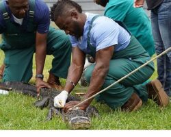 ‘Veteriner Dostlar: En İyiler’, 30 Mayıs Cumartesi Saat 21.00’de National Geographic WILD Ekranlarında!