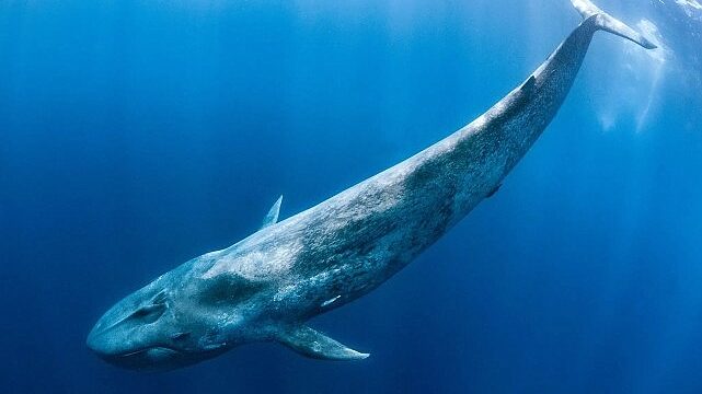 ‘Derin Deniz Devleri’,   28 Haziran Pazar Saat 20.00’de  National Geographic WILD Ekranlarında!