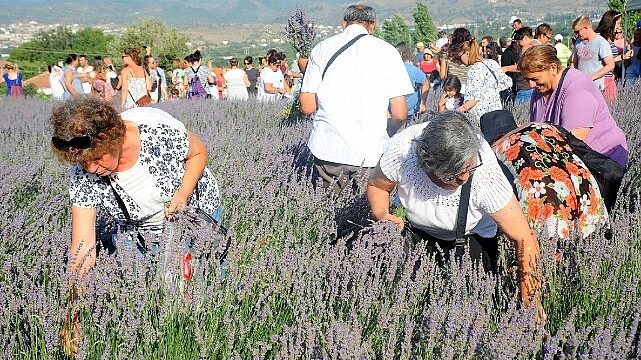 Lavanta Hasat Şenliği için geri sayım başladı