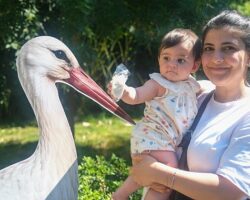 Ormanya’da yavru leylek Atlas’a sürpriz kutlama