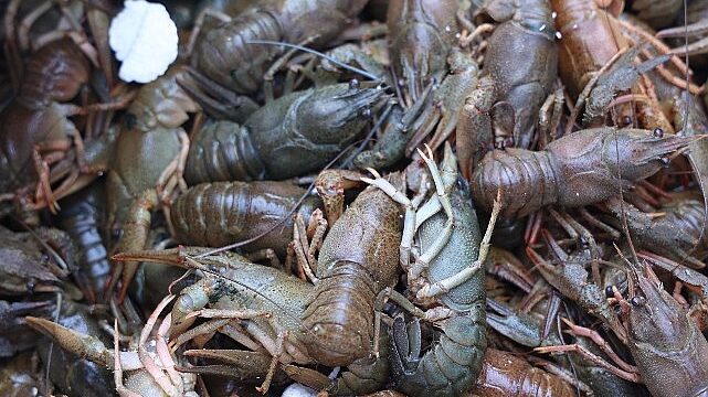 Antalya Otobüs Terminali’nde 90 kilogram kerevit yakalandı