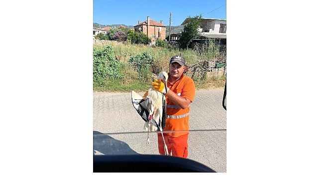 Belediye İşçisi, Görevi Sırasında Bulduğu Yaralı Leyleğin İmdadına Yetişti