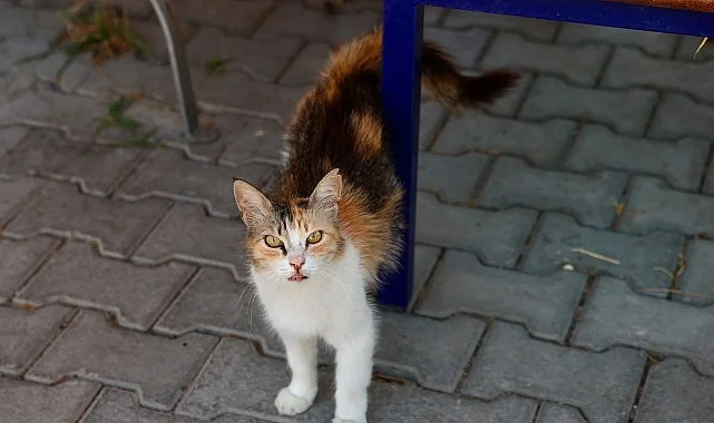 Buca’da 7 ayda 153 sokak hayvanı sahiplendirildi