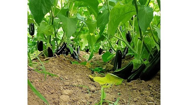 Büyükşehir’in sera desteği üretime güç kattı