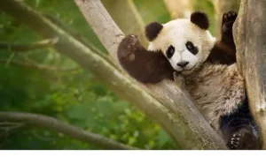 İzleyicileri Eğlenceli Bir Yolculuğa Çıkaracak  ‘Panda Akademisi’,   2 Ağustos Pazar Saat 20.00’de  National Geographic WILD Ekranlarında Başlıyor!