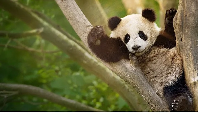 İzleyicileri Eğlenceli Bir Yolculuğa Çıkaracak  ‘Panda Akademisi’,   2 Ağustos Pazar Saat 20.00’de  National Geographic WILD Ekranlarında Başlıyor!