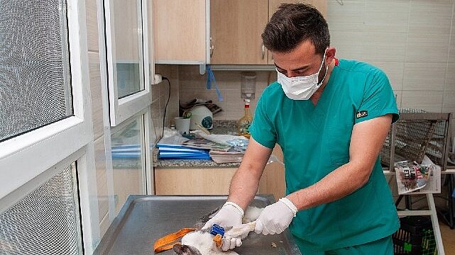 Karşıyaka Belediyesi ekipleri can dostlar için sahada
