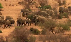 ‘Fil Dünyası’,   12 Ağustos Çarşamba Saat 20.00’de   National Geographic WILD Ekranlarında!