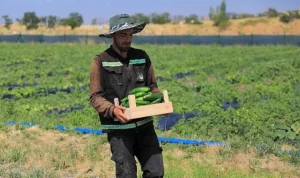 Keçiören Belediyesi Kendi Ürettiği Sebze ve Meyveleri Sofralara Ulaştırıyor