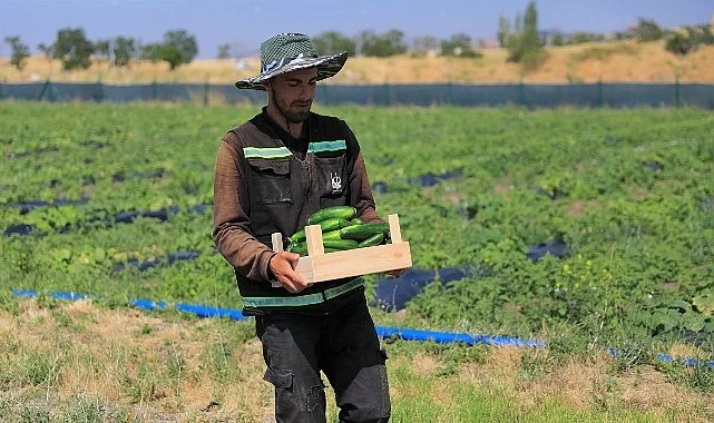 Keçiören Belediyesi Kendi Ürettiği Sebze ve Meyveleri Sofralara Ulaştırıyor