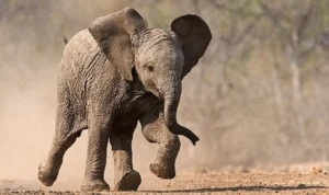 ‘Küçük Devler’,   23 Ağustos Pazar Saat 20.00’de  National Geographic WILD Ekranlarında!