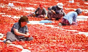 Torbalı’nın kuru domates emekçileri yalnız bırakılmadı