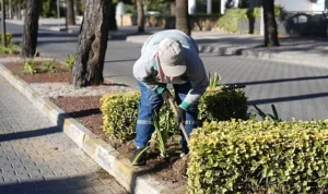 Burhaniye’de Park ve Yeşil Alanlarda Bakım Çalışmaları Sürüyor