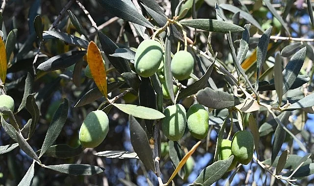 Gemlik’te Zeytin Ağacı 1500 Yıldır Meyve Veriyor
