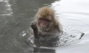 ‘Japonya’nın Vahşi Dünyası’,   8 Eylül Salı Saat 20.00’de İki Bölüm Art Arda National Geographic WILD Ekranlarında!